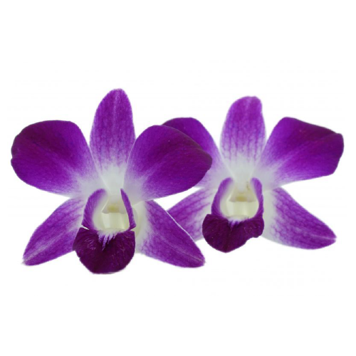 ORCHID DENDROBIUM ANNA