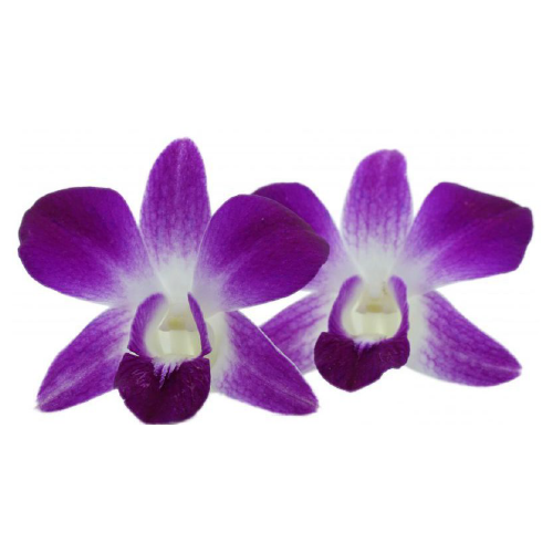 ORCHID DENDROBIUM ANNA ORCHID DENDROBIUM ANNA