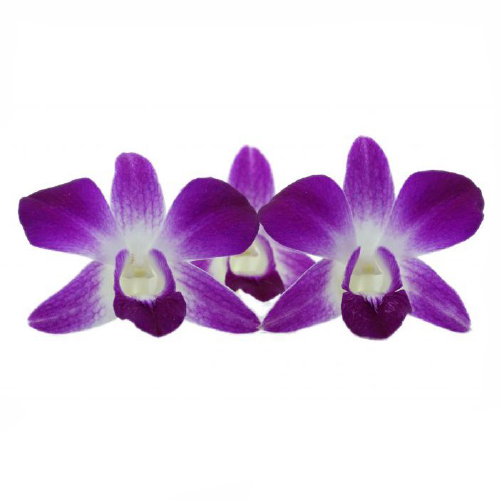 ORCHID DENDROBIUM ANNA