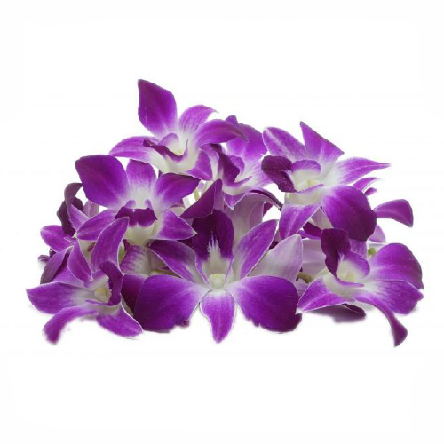 ORCHID DENDROBIUM ANNA