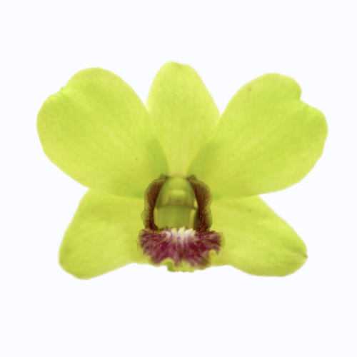 DENDROBIUM NEW GREEN