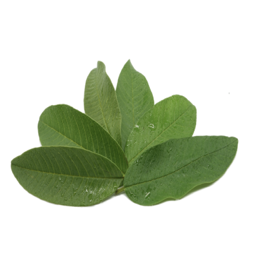 SOUR SOP LEAVES