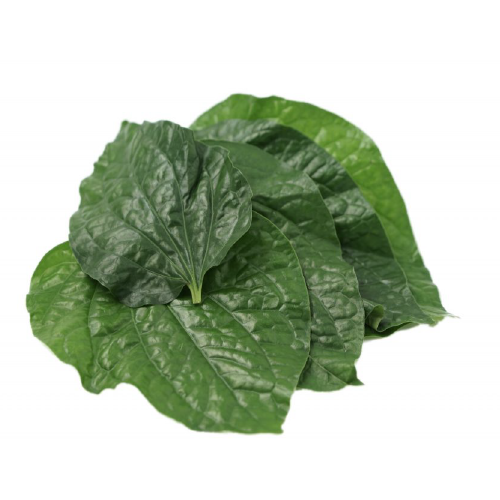 BETEL PEPPER LEAVES