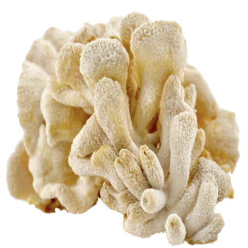 KAMNANGPHUED MUSHROOMS