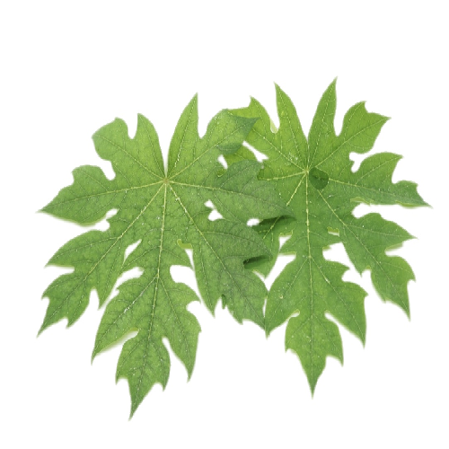 PAPAYA LEAVES
