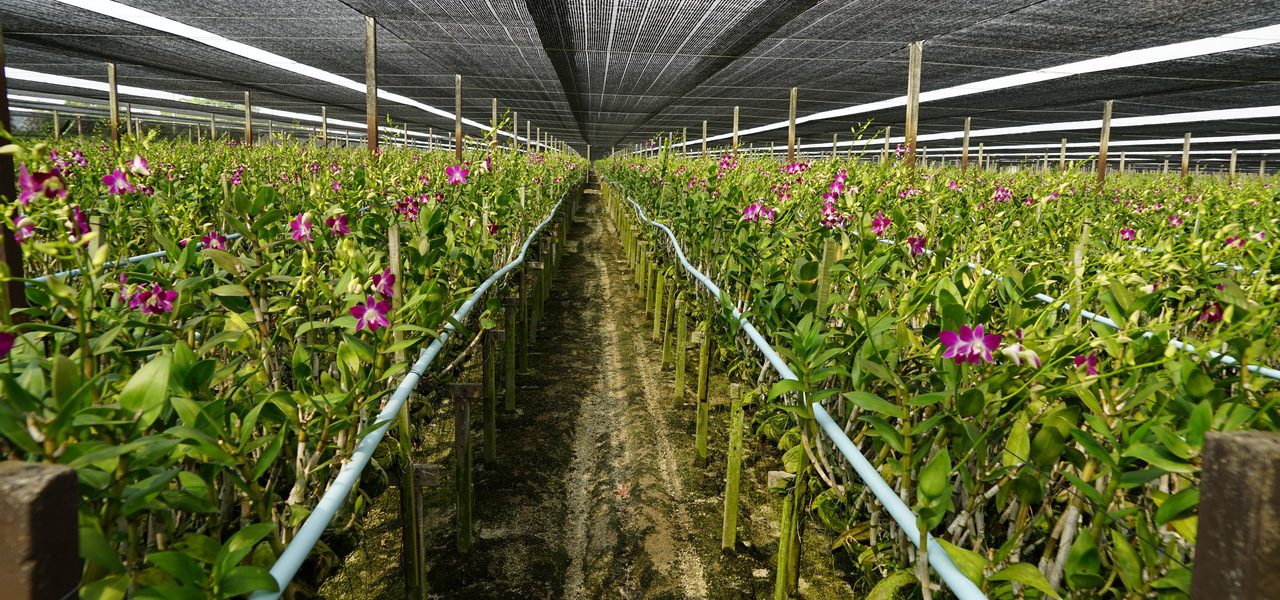 Orchid Farm