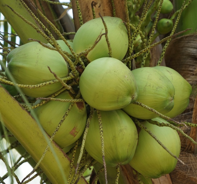 GREEN COCONUT AT THE PALM TREE